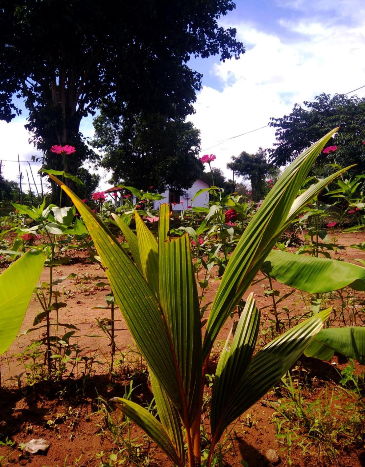 Moni Farm House Wilpattu Nochchiyagama エクステリア 写真